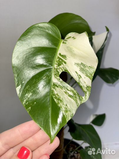Монстера вариегатная альба