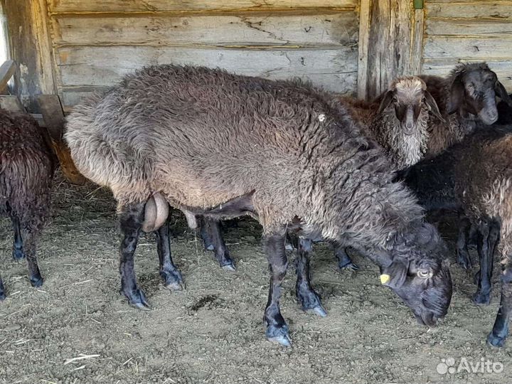 Овцы на племя