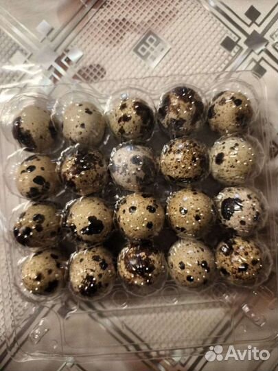 Яйца перепелиные домашние