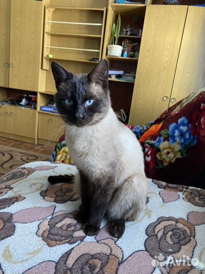 Тайские котята