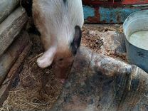 10 1 1 170. 5+27^2/3-(1/16)^-0. Черные цифры на белом фоне. Цифра 1 на темном фоне. 1 2 плюс 1 2 равно.