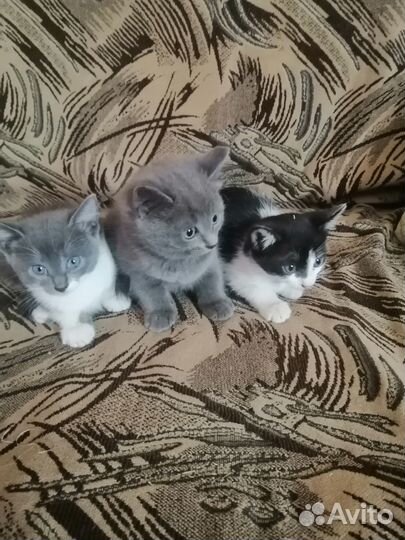 Кошки в добрые руки бесплатно