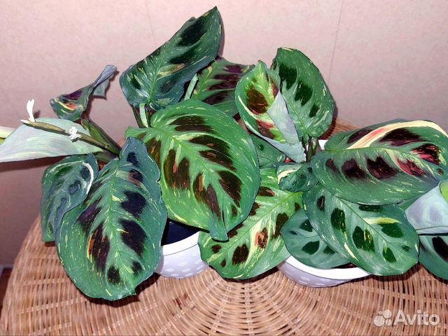 Калатея Нетворк (мозаичная)