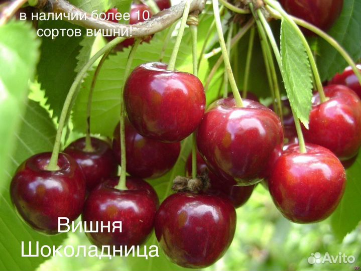Саженцы плодовых деревьев на полукарликовом подвое