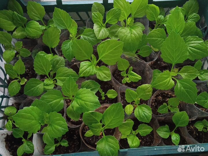 Однолетние цветы