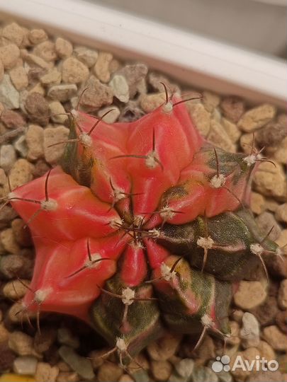 Кактусы вариегатные, гимнокалициум