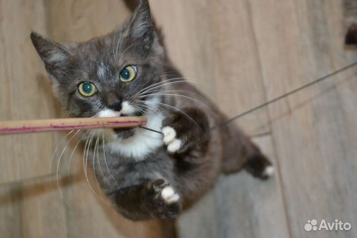 Кошка в дар