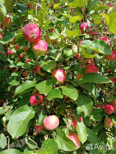 Груша, яблоки