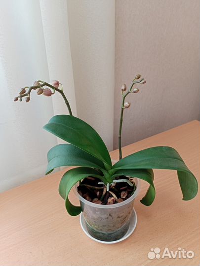 Орхидея фаленопсис миди