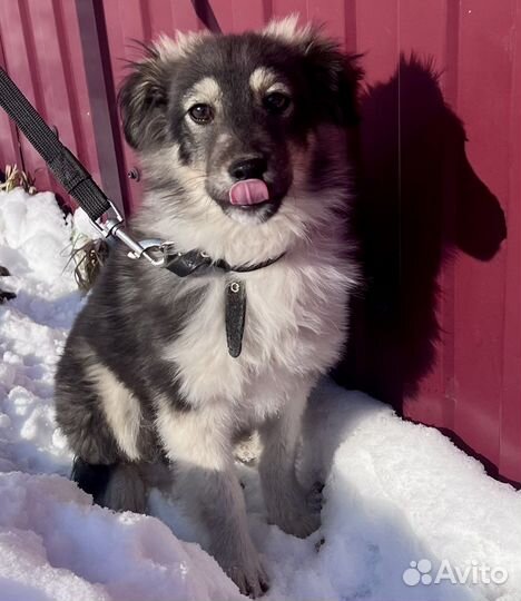 Малышка щенок в добрые руки