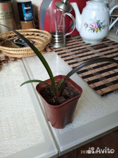 Комнатные цветы