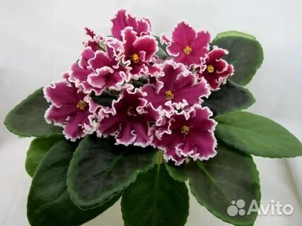 Сортовые фиалки