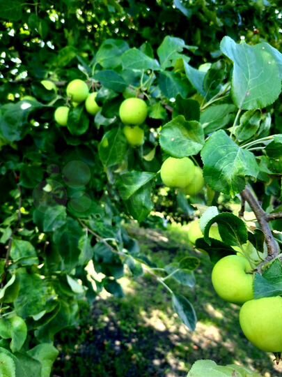 Участок 9 сот. (СНТ, ДНП)