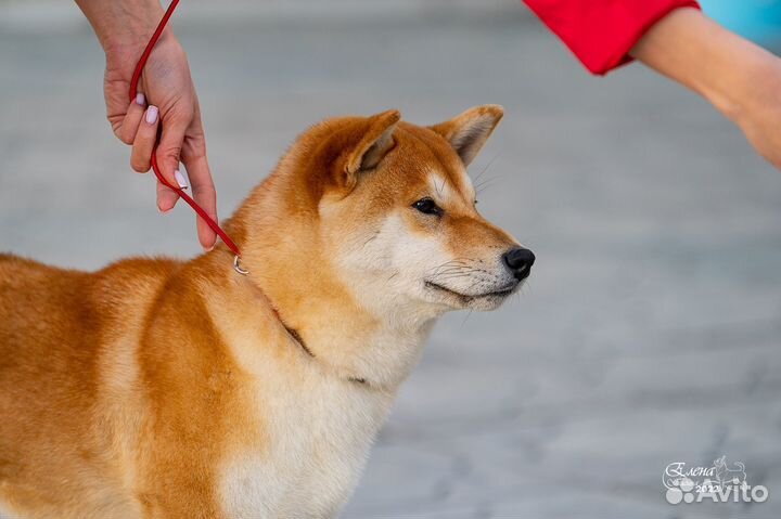Вязка кобель Сиба