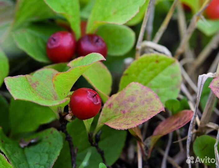 Красника, семена