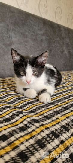 Котенок мальчик