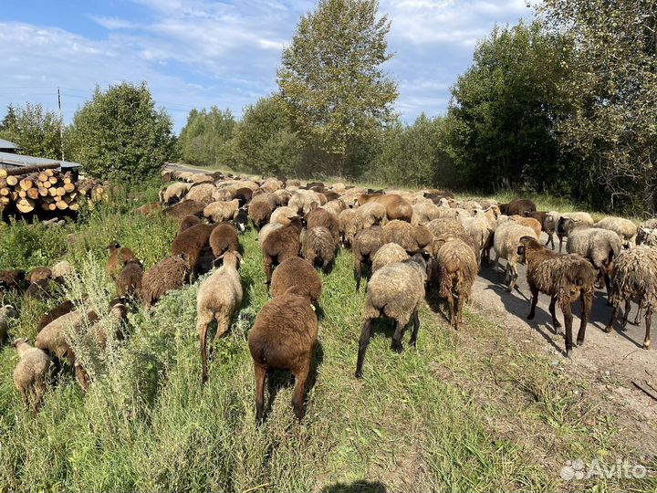 Бараны, овцы