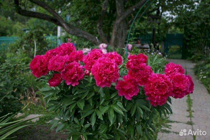 Пионы саженцы Феликс Краусс