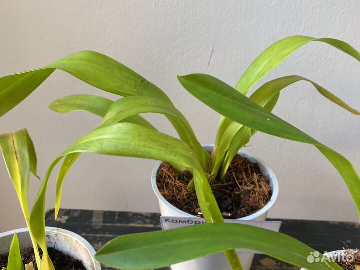 Орхидея Камбрия