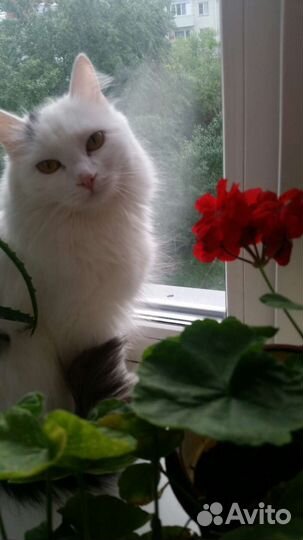 Белая пушистая кошка