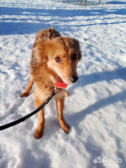 Фунтик скромняга