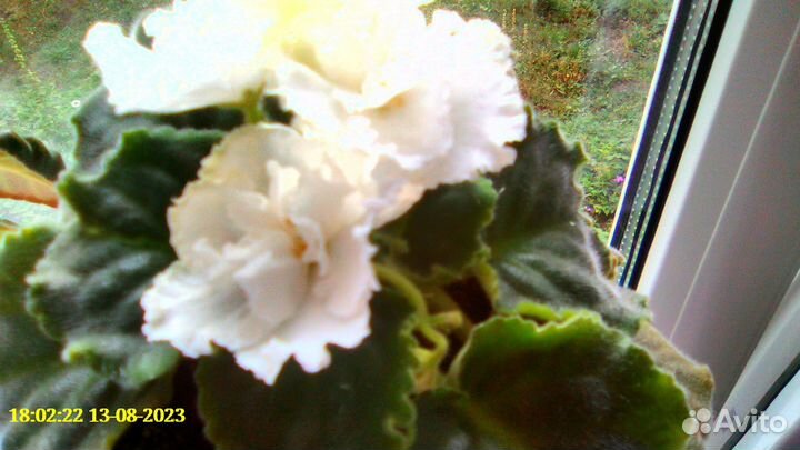 Алоэ столетник