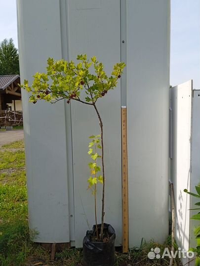 Смородина черная,красная,белая, крыжовник саженцы