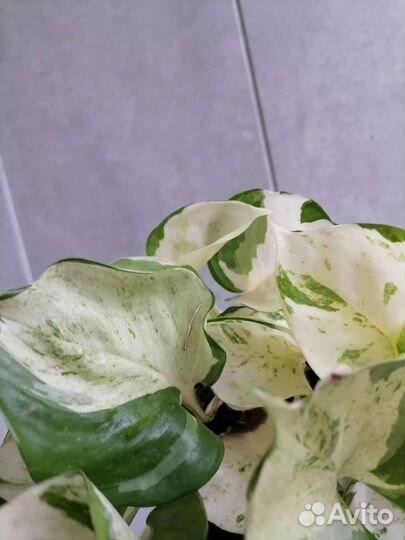 Эпипремнум хеппи лиф