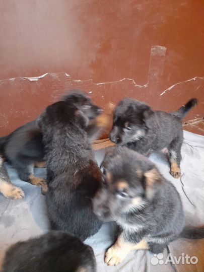 Щенки немецкой овчарки