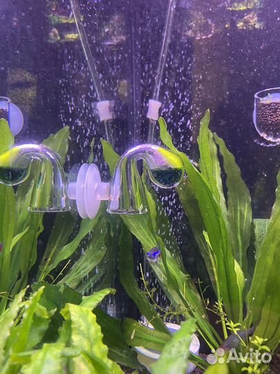 Запущенный аквариум aquaatlantis 100 литров