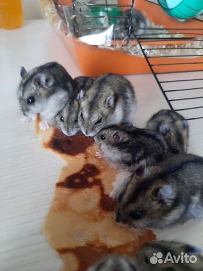 Джунгарский хомячок девочка