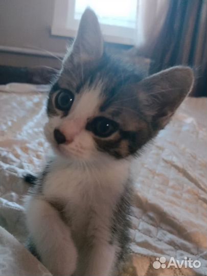 Котенок