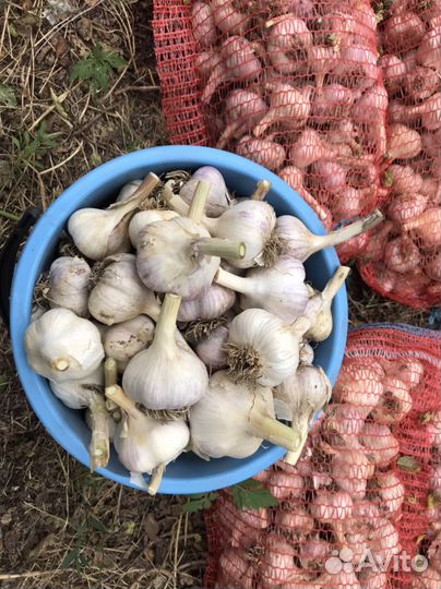 Чеснок