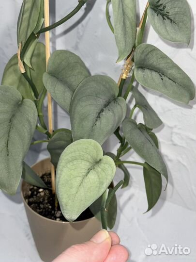 Сциндапсус платинум