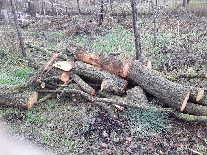 Дрова абрикосовые
