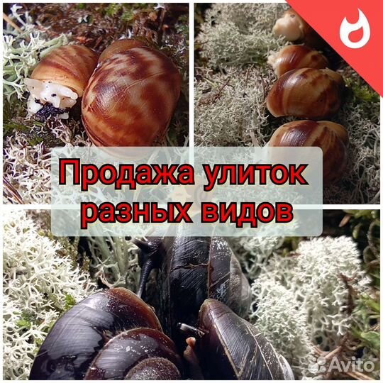 Улитки ахатина, архахатина и древесники
