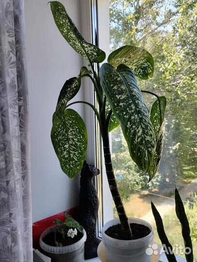 Диффенбахия