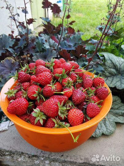 Рассада клубники