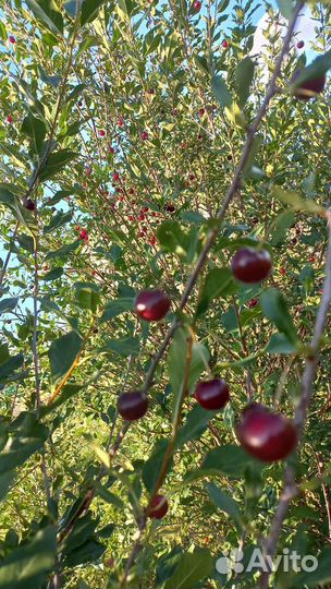 Саженцы вишни