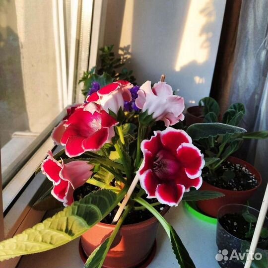 Глоксиния