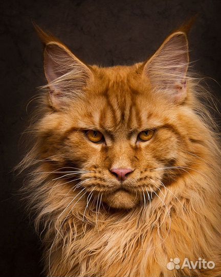 Волонтер для кота