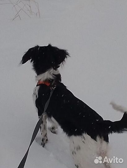 Отдам собаку в добрые руки