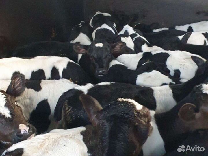 Телята бычки