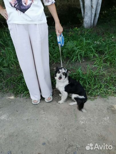 Собаки в дар бесплатно