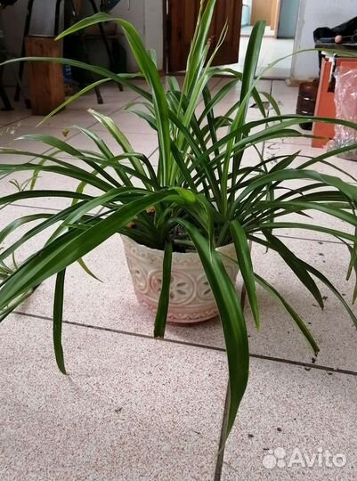 Бегонии, хлорофитумы и другие растения