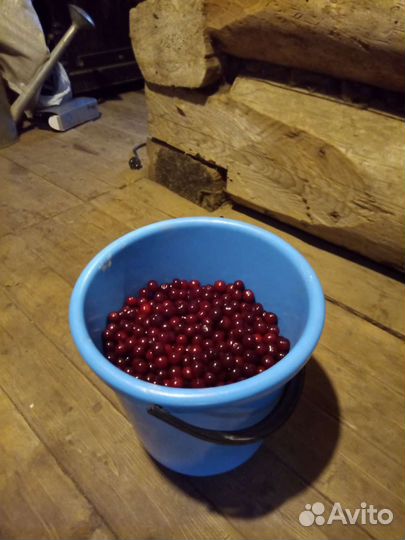 Вишня ягода свежая