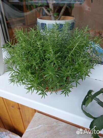 Очиток линейный