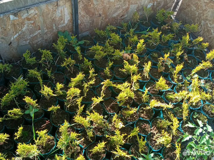 Саженцы туи Смарагд Голд