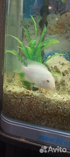 Аквариумные рыбки