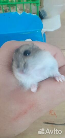 Джунгарский хомяк с клеткой